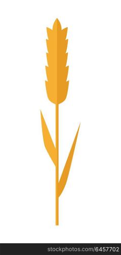 Wheat spike vector in flat style design. Cereals concept illustration for banners, icons, app pictogram, infographic, and logotype elements. Isolated on white background. . Wheat spike Vector Illustration in Flat Style Design.