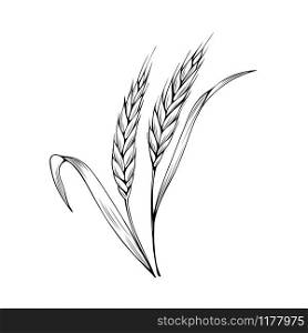 Wheat spikelet hand drawn vector illustration. Thanksgiving day, autumn season, agriculture and farming sketch symbol. Natural barley ear monochrome drawing. Cereal crops harvest. Bakery shop logo. Wheat spikelet coloring book vector illustration