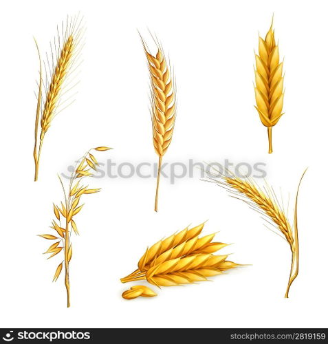 Wheat, vector set
