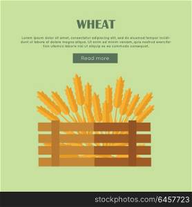 Wheat vector web banner in flat style design. New harvest, grain growing concept. Illustration of wooden box, full of wheat ears for bakery, bread store, agricultural company web page design. . Wheat Concept Web Banner in Flat Design.