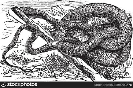 Whipsnake or Coachwhip or Masticophis flagellum, vintage engraving. Old engraved illustration of a Whipsnake.