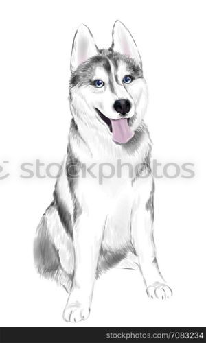 White And Gray Adult Siberian Husky Dog Or Sibirsky Husky With Blue Eyes