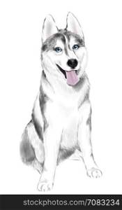 White And Gray Adult Siberian Husky Dog Or Sibirsky Husky With Blue Eyes