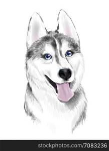 White And Gray Adult Siberian Husky Dog Or Sibirsky Husky With Blue Eyes . Face of dog.
