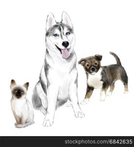 White And Gray Adult Siberian Husky Dog, Pooch Puppy and Thai Kitten are Friends. House pets.