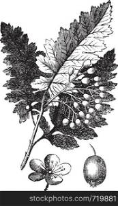 White Ash or Fraxinus Americana or American Ash, vintage engraving. Old engraved illustration of White Ash, isolated on a white background.