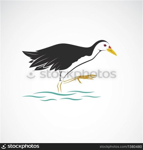 White breasted waterhen isolated on white background. Birds. Animals. Easy editable layered vector illustration.