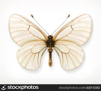 White butterfly, vector icon