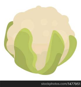 White cabbage icon. Isometric of white cabbage vector icon for web design isolated on white background. White cabbage icon, isometric style