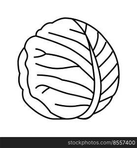 white cabbage line icon vector. white cabbage sign. isolated contour symbol black illustration. white cabbage line icon vector illustration