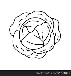 White cabbage. Vegetable sketch. Thin simple outline icon. Black contour line vector. Doodle hand drawn illustration
