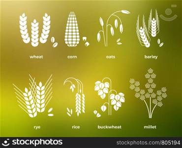 White cereal grains icons of set. Rice and wheat, corn, oats, rye, barley. Vector illustration. White cereal grains icons. rice, wheat, corn, oats, rye, barley