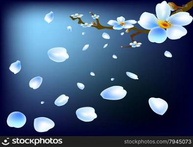 White cherry blossoms in early spring .Blue background