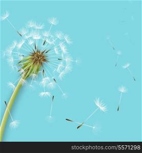 White dandelion with pollens isolated vector illustration