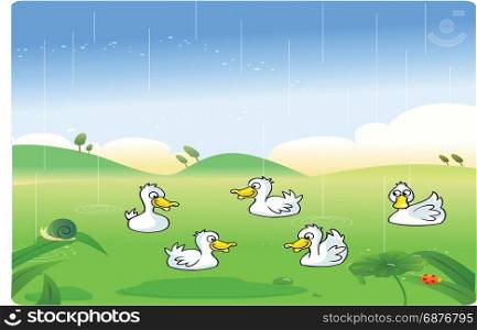 White ducks playing in the rain wtih background