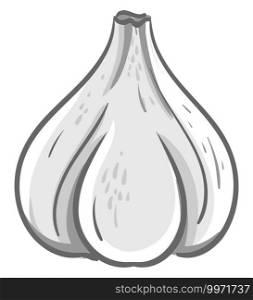 White garlic, illustration, vector on white background