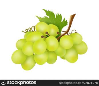 White grapes bunch. Winery object, realistic grape isolated on white background. Fresh farm raw ingredient vector illustration. Fruit ripe sweet, berry nutrition organic. White grapes bunch. Winery object, realistic grape isolated on white background. Fresh farm raw ingredient vector illustration
