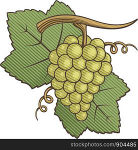 White grapes with leaves colored illustration with engraving shading.