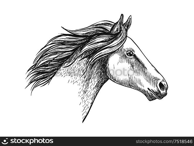 White horse pencil sketch portrait. Running mustang with waving mane on white background. White horse pencil sketch portrait