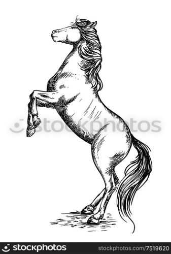 White horse rearing on hind hoofs sketch vector portrait. Trained mustang stallion perfoms on its rears. White horse rearing on hind hoof sketch portrait