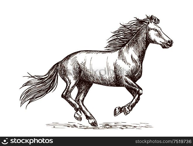 White horse running gallop portrait. Vector thin line sketch of mustang stallion freely runs against wind with waving mane and tail. White horse running gallop sketch portrait