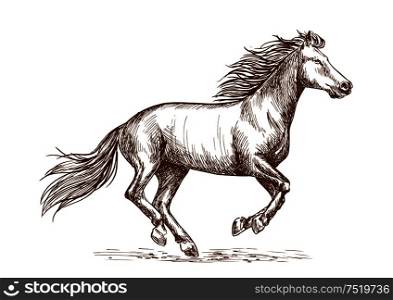 White horse running gallop portrait. Vector thin line sketch of mustang stallion freely runs against wind with waving mane and tail. White horse running gallop sketch portrait