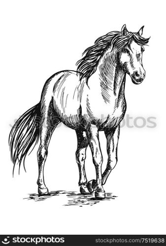 White horse standing and resting with front hoof lifted up. Pencil sketch portrait. Powerful beautiful pedigree mustang with proud glance. White horse standing with lifted hoof
