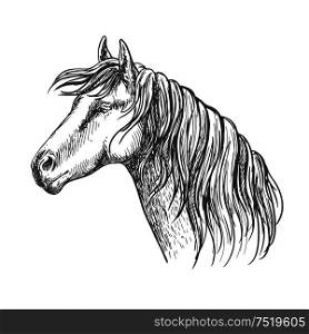 White horse with mane along neck. Mustang stallion sketch portrait with kind eyes and meditative glance. White horse with mane along neck sketch portrait