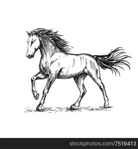 White horse with stamping hoof pencil sketch portrait. Prancing mustang with mane and tail waving by wind. White horse with stamping sketch portrait