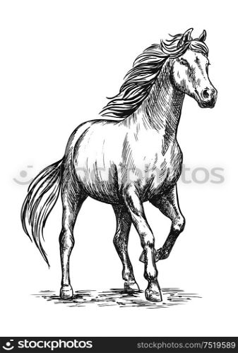 White horse with stomping hoof. Pencil sketch portrait. Prancing mustang with proud glance in free motion. White horse with stomping hoof portrait