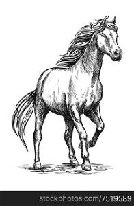 White horse with stomping hoof. Pencil sketch portrait. Prancing mustang with proud glance in free motion. White horse with stomping hoof portrait