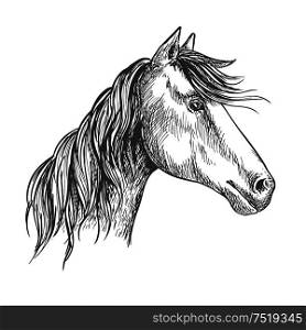 White horse with wavy mane. Mustang stallion sketch portrait with peaked ears and kind trustful glance of eyes. Horse with mane. Mustang stallion sketch portrait