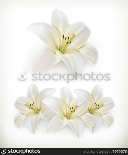 White lily, vector icons