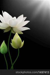 White Lotus flowers with rays on black background.Vector
