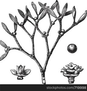 White mistletoe (Viscum album) or European mistletoe or common mistletoe vintage engraving. Old engraved illustration of white mistletoe.