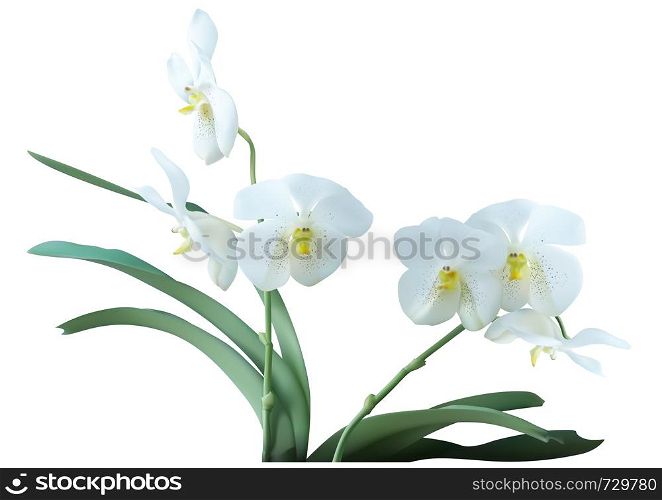 White Orchid Plant with Flowers