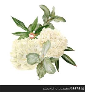 White peonies, leaves and silverberry, hand drawn vector watercolor illustration