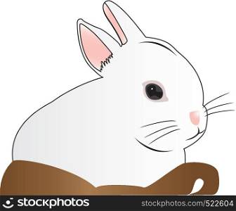 White rabbit in basket