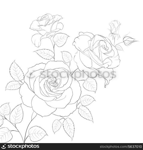 White rose isolated on white background. Vector illustration.