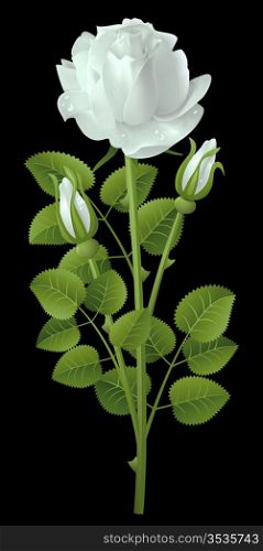 White rose on a black background