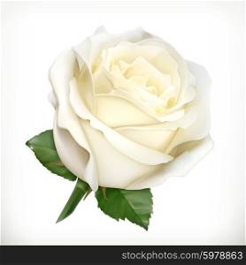 White rose, vector illustration