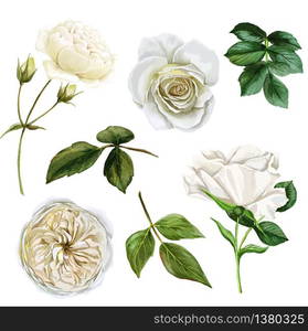 white roses and leaves set, watercolor hand drawn vector illustration, funeral design elements