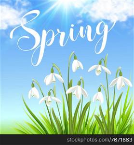 White snowdrops and green grass on a blue sky background. Spring floral background. Vector illustration.
