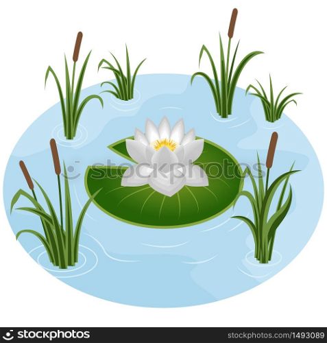 White water lily in pond surrounded by reeds in grass. Vector illustration
