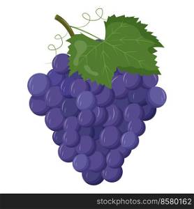 Whole blue grape with green leaf isolated on white background. Flat vector illustration.. Whole blue grape with green leaf isolated on white background. Flat vector illustration