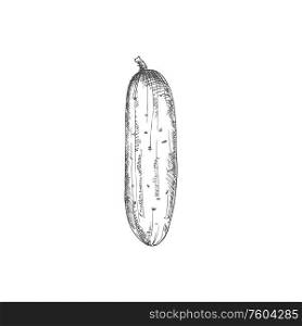 Whole cucumber isolated vegetable sketch. Vector pickle or gherkin cucumber. Cucumber gherkin isolated monochrome sketch