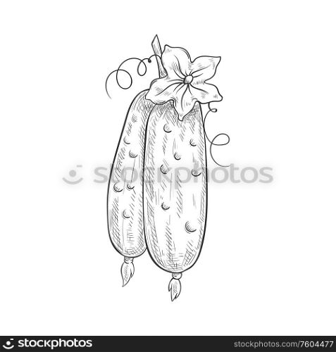 Whole cucumber isolated vegetable sketch. Vector pickle or gherkin cucumber. Cucumber gherkin isolated monochrome sketch