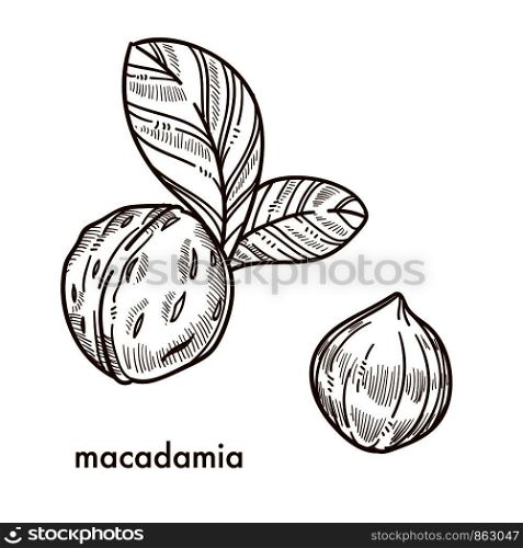 Whole macadamia nuts in shell with small leaves. Natural organic product full of healthy fats and mineral. Tasty nut isolated cartoon flat monochrome vector illustration on white background.. Whole macadamia nuts in shell with small leaves