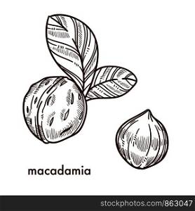 Whole macadamia nuts in shell with small leaves. Natural organic product full of healthy fats and mineral. Tasty nut isolated cartoon flat monochrome vector illustration on white background.. Whole macadamia nuts in shell with small leaves