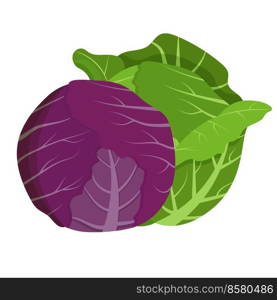 Whole red and green cabbage isolated on background. Flat vector illustration.. Whole red and green cabbage isolated on background. Flat vector illustration
